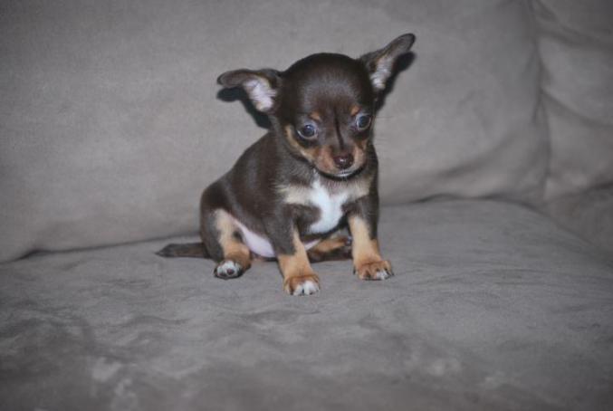 2 chiots chihuahua chocolat à donner