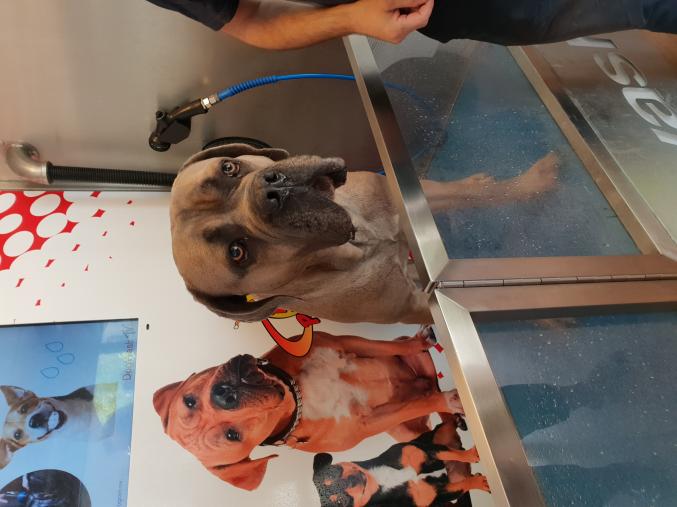 Vend station de lavage pour chien