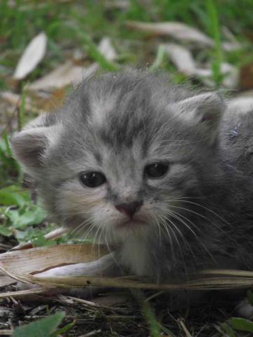 Donne adorables chatons à poils longs