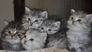 Chatons sibérien loof hypoallergénique