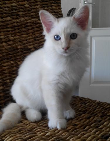 Chaton sacré de birmanie disponible maintenant
