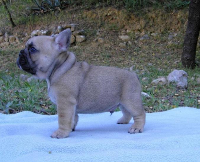 Bouledogue Français à donner contre bon soins