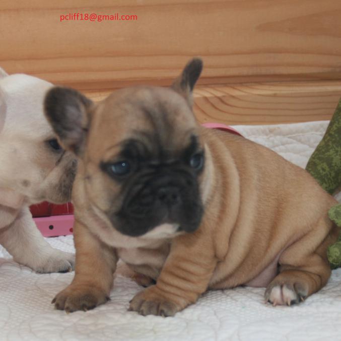 Chiots BOULEDOGUE FRANCAIS