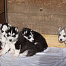 Superbe chiots type husky siberien