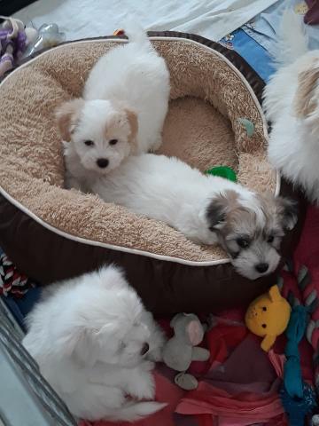 Coton de Tulear LOF recherche nouvelle famille 