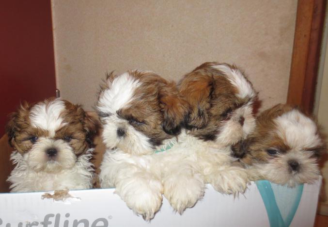 Chiots shih tzu disponible