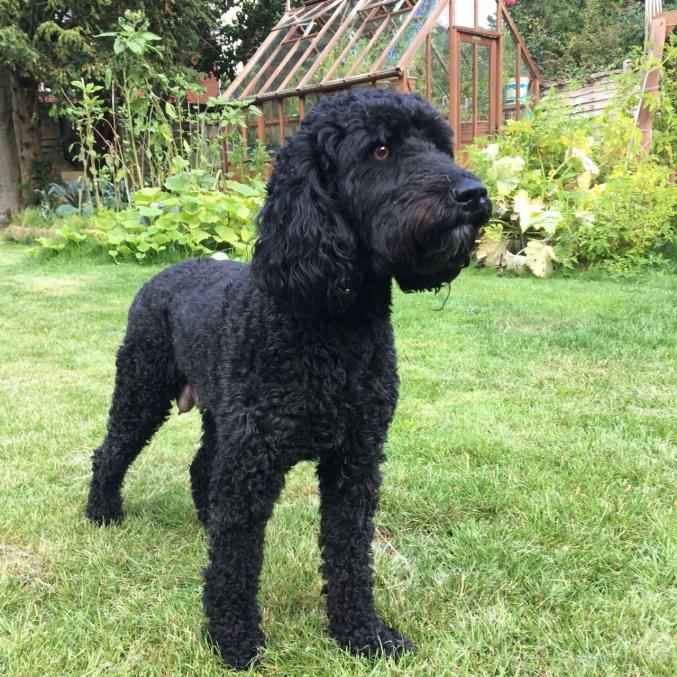 Adorable chiot labradoodle à donner