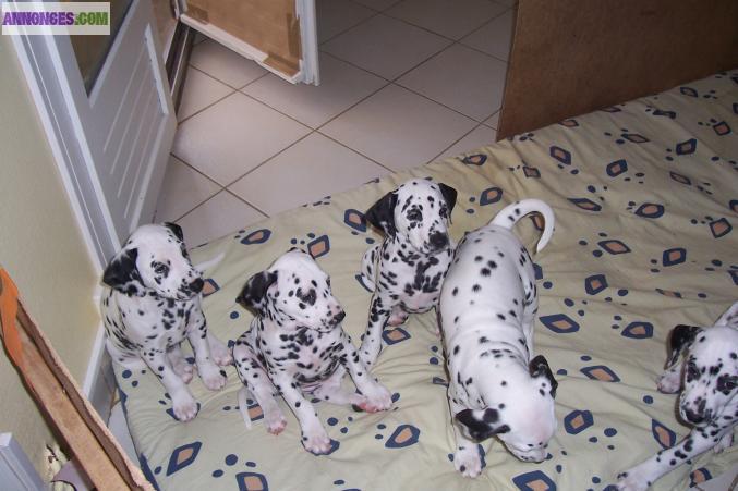 Magnifiques chiots Dalmatien LOF