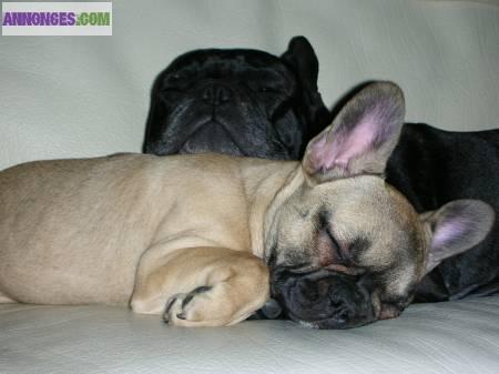 Chiot de type bouledogue français a adopter