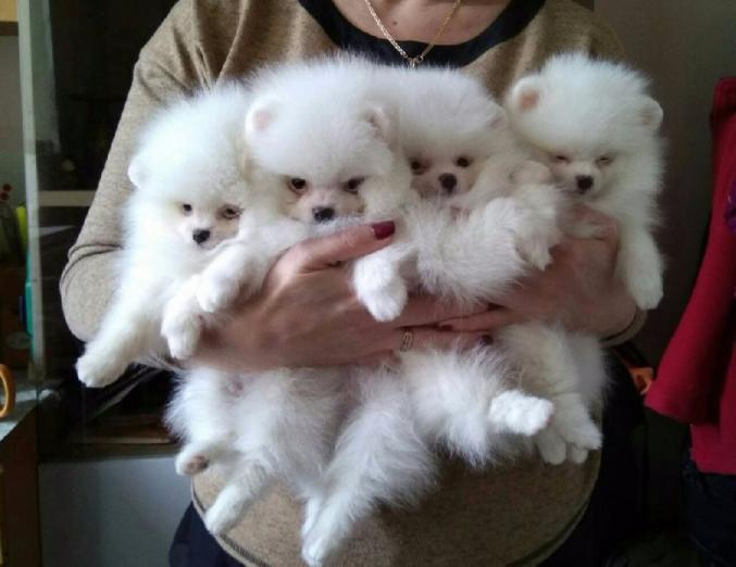 Magnifiques chiots Poméranien
