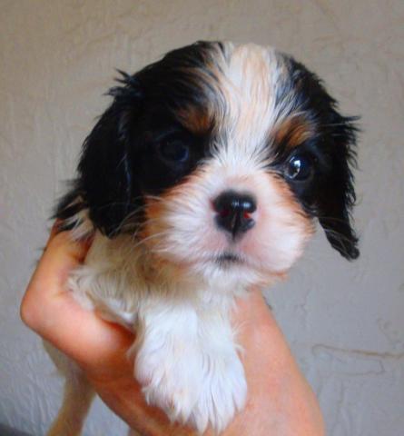 J'offre chiot cavalier charles kings