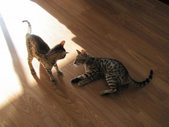 Deux superbes chatons type bengal a donner