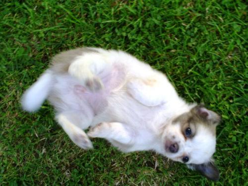 Petite femelle type chihuahua non lof a donner