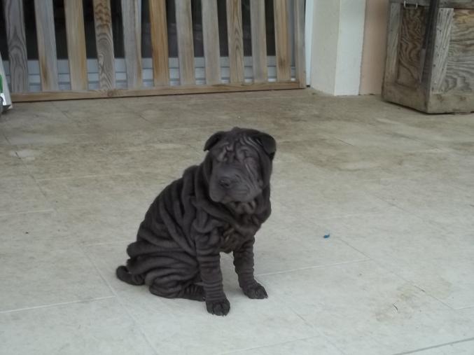 4 chiots d'apparence SHARPEI gris,marron,noir