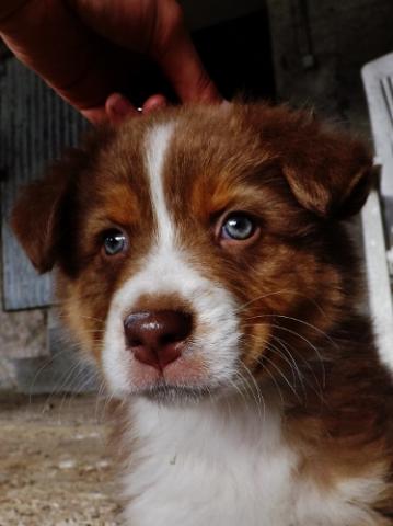 Chiots bergers australien LOF