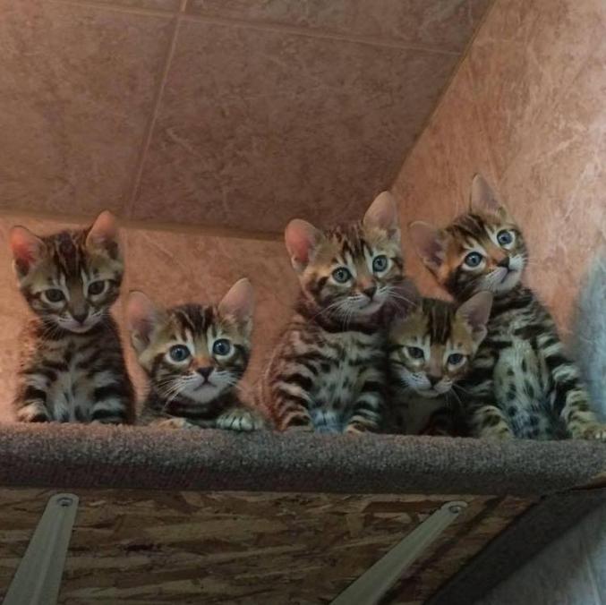  TRES BEAUX CHATONS BENGALS BIEN TYPES