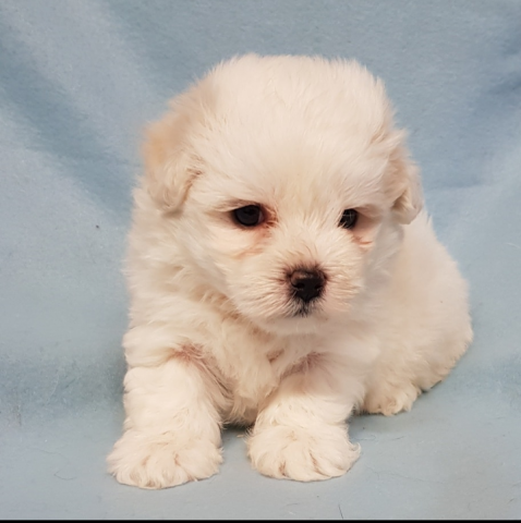 Vends Chiot Bichon Maltais