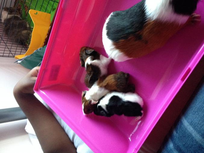 Cochon d'Inde gratuit