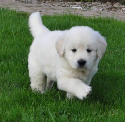 Chiot de type golden retriever