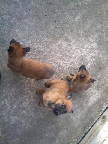 Vends chiots MALINOIS