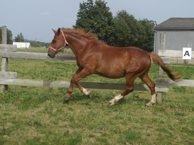 Selle francais maître d'école