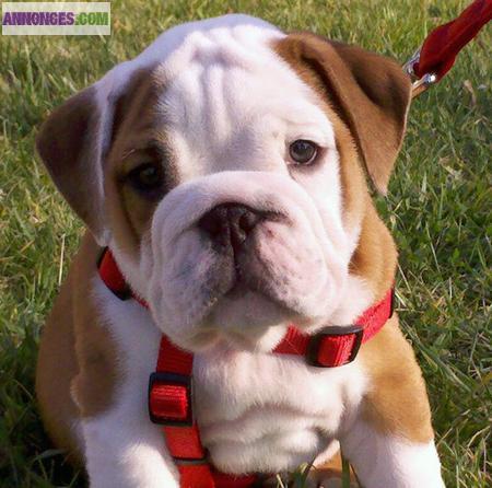 A Reserver: Chiots Type Bouledogue Anglais male et femelle.