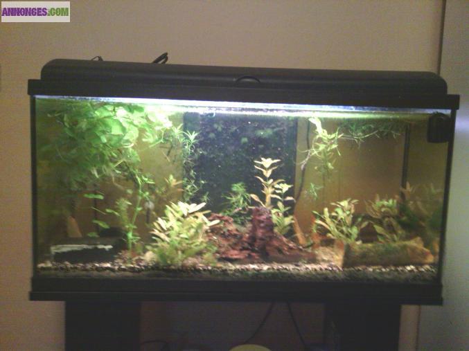Lot aquarium