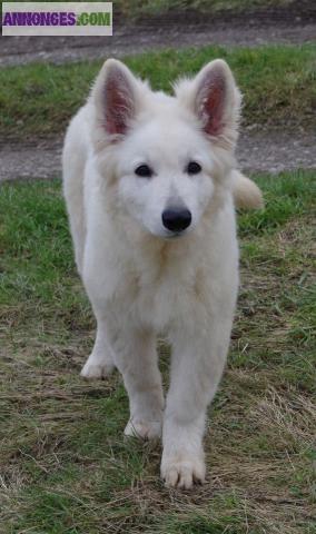 Berger blanc Suisse poils longs LOF