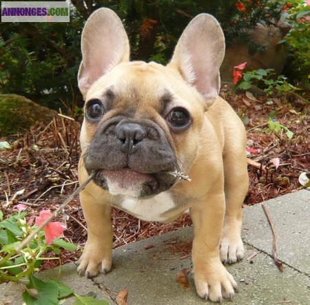 Adorable chiot Bouledogue francais non L.O.F.