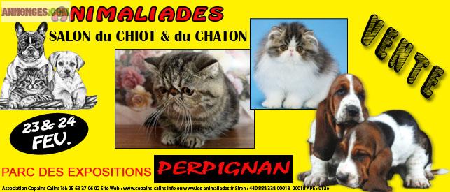 Salont du chiot et du chaton perpignan 23 et 24 février