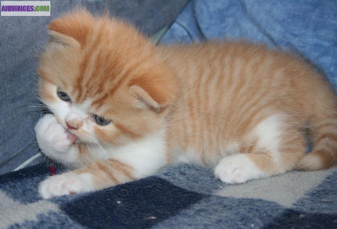 Chaton British/Scottish