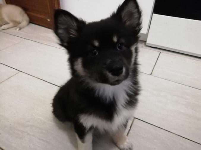 PETITE CHIENNE FINNOIS DE LAPONIE