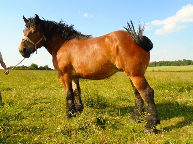 Pouliche trait Ardennais