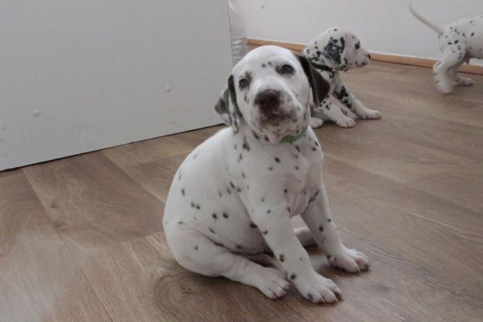 Adoptez un chiot dalmatien LOF né le 13/05/17 testé PEA