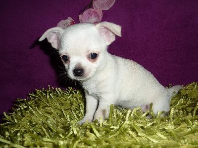 Superbes chiots chihuahuas à donne