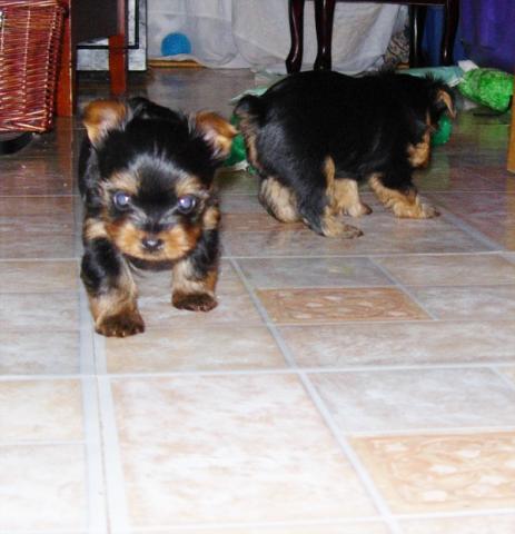 Deux Chiots type yorkshire non lof 