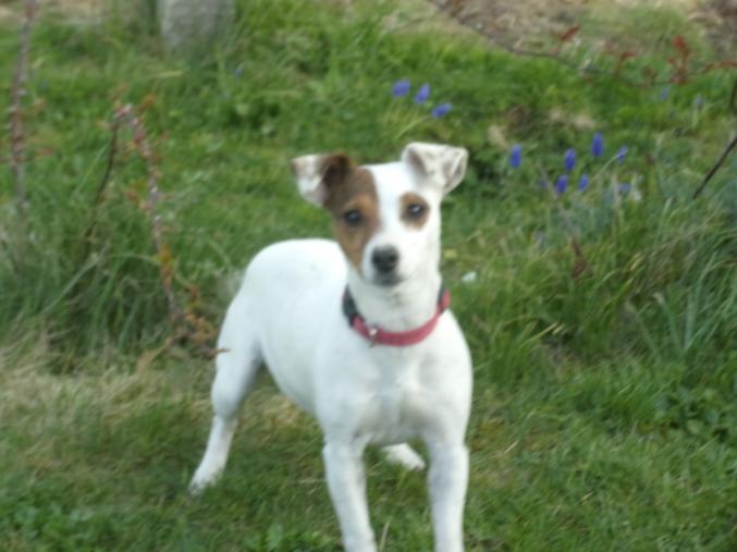 Donne femelle jack russel