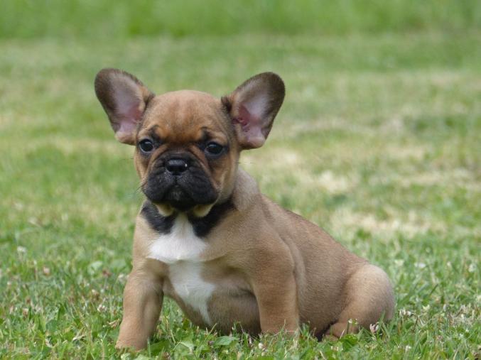 A donner  Magnifique Chiot  bouledogue français Non lof