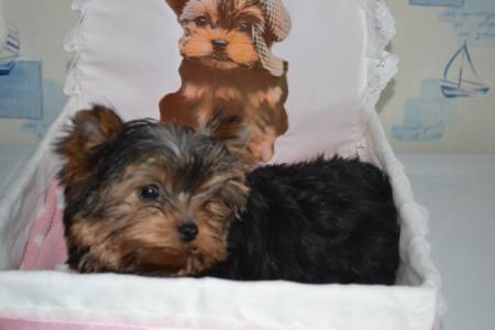 Chiot yorkshire cage plus accessoire