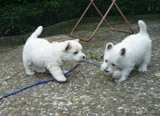 Chiots WEST HIGHLAND (Westie Terrier) Non LOF