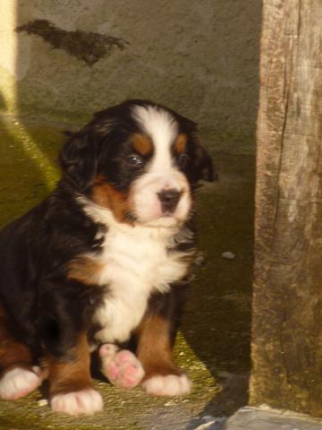 Disponibles Chiots Bouviers Bernois LOF