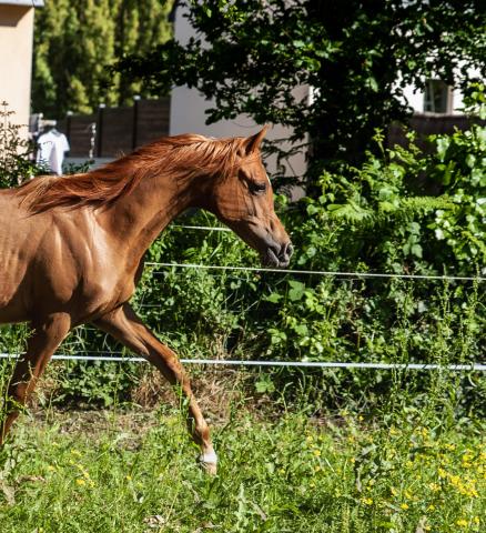 Superbe poulain pur sang arabe pp