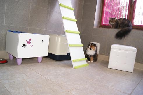 Pension pour chats en haute-vienne limousin 87