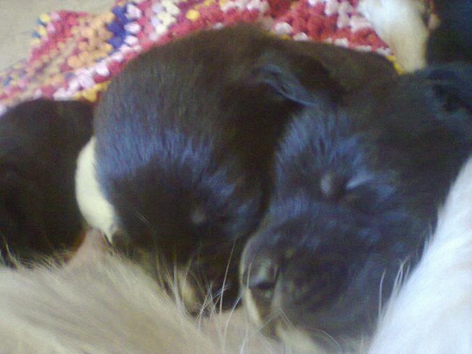 Chiot type labrador croiser st bernard 