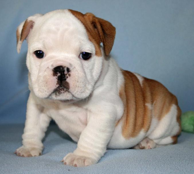 Bulldog anglais chiots disponibles