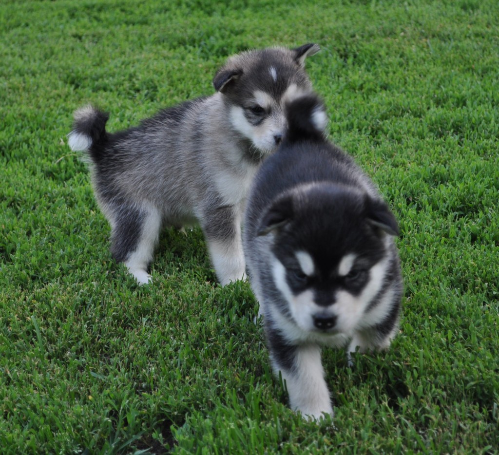 Magnifiques chiots Malamute de l'Alaska LOF