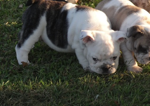 Bouledogues anglais mâle et femelle pour adoption