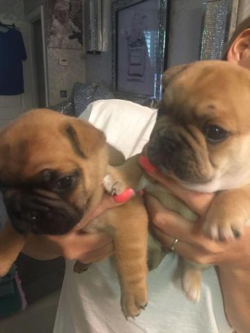 2 magnifiques chiots bouledogue Français