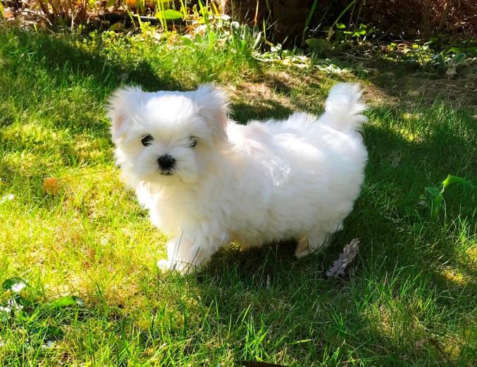 Je vous propose mes chiots Bichon Maltais