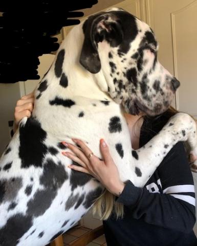 Dogue allemand bringé